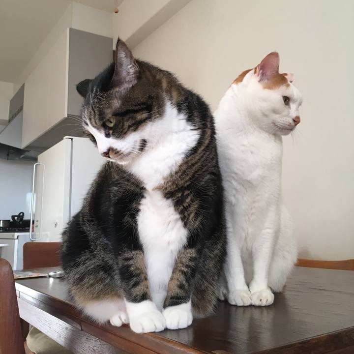 5945e679 cc0c 4ac6 b6d5 2e6783e2af7b 1513294305849