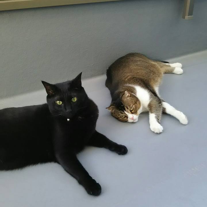 59468c01 bff8 40df 94e7 a686b6632da3 1534578585758