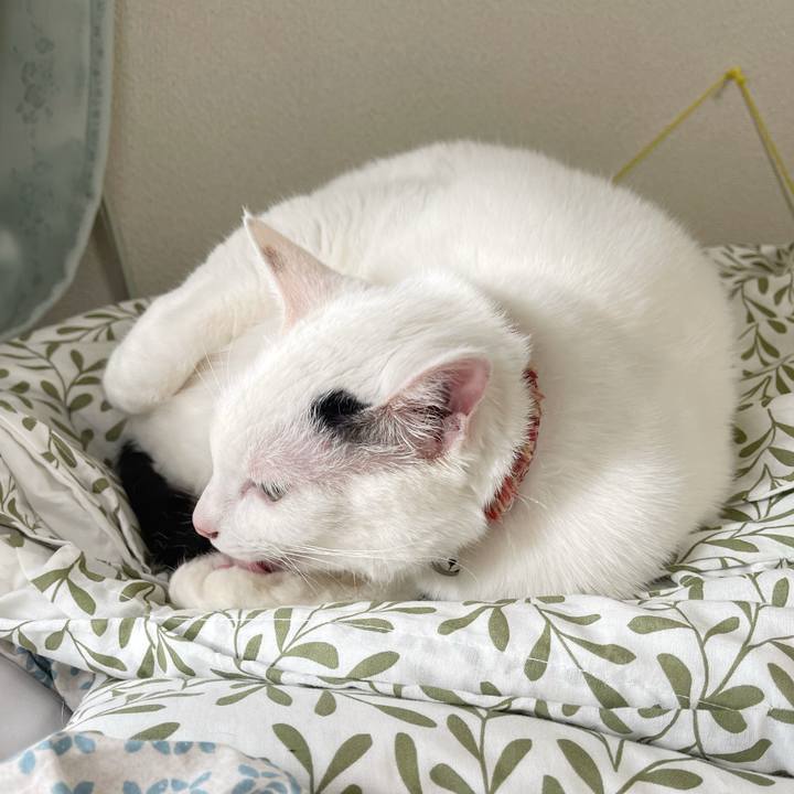 594786e2 858c 42ac bcce 646ae567a45c 1766288539795