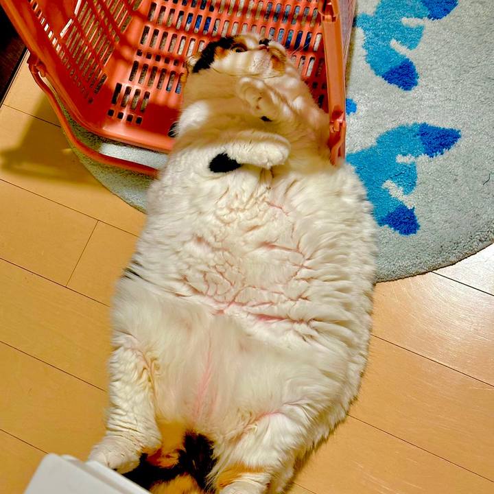 594cbc57 e808 47bb bd15 bf24cf20b33d 1669559362244