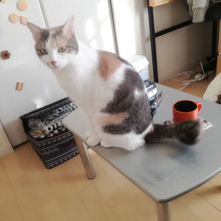 594f1333 be1f 462e b8ff 5262dde80736 1550386124002