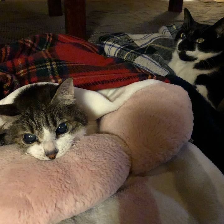 5950110a a08c 4550 9a51 dc7d07ad8740 1544003938137