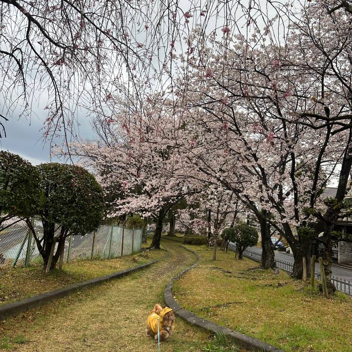 5955d30d f7ac 457b 9188 533c3876a88c 1743891214966