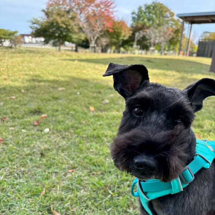 595c6952 c442 4154 8434 6367823c9a94 1762404734474