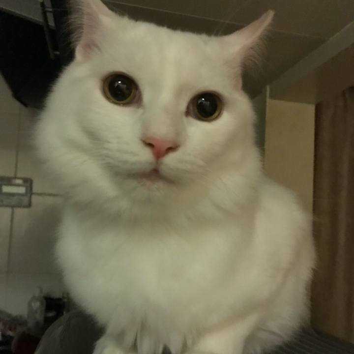 5960f06e 070b 40d7 8721 ef0ccd652254 1519998920971