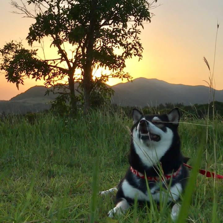 5963551f b7f0 4130 8075 6480d5156f42 1526036460596