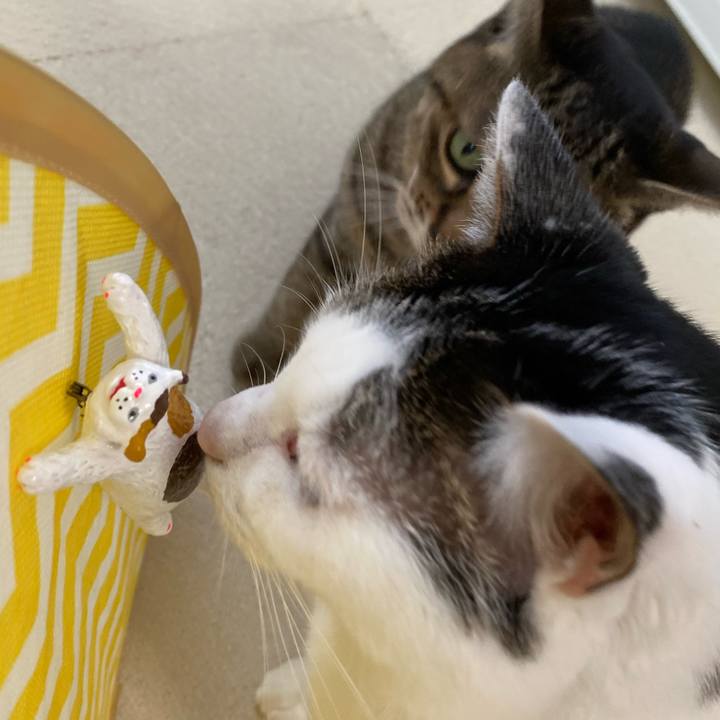 59657d4f 759d 431a ba1c 70b94d889aed 1765609655942