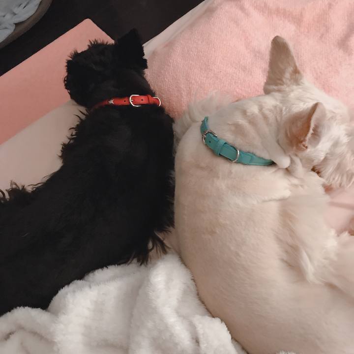 59660aff 0e3d 4f85 abb6 7c01919d600b 1554167254454