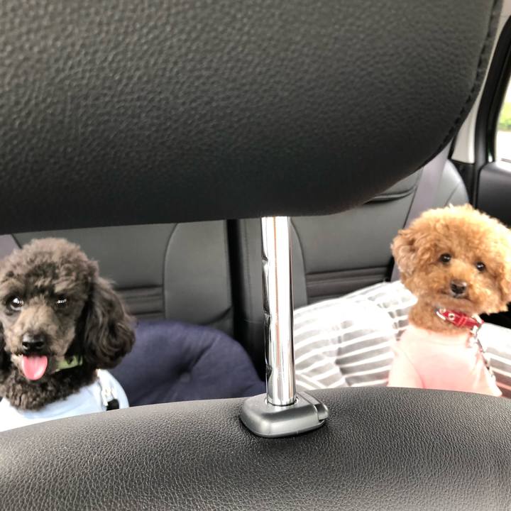 59686584 51d1 44e6 96c3 479c8edf07d1 1590236680852