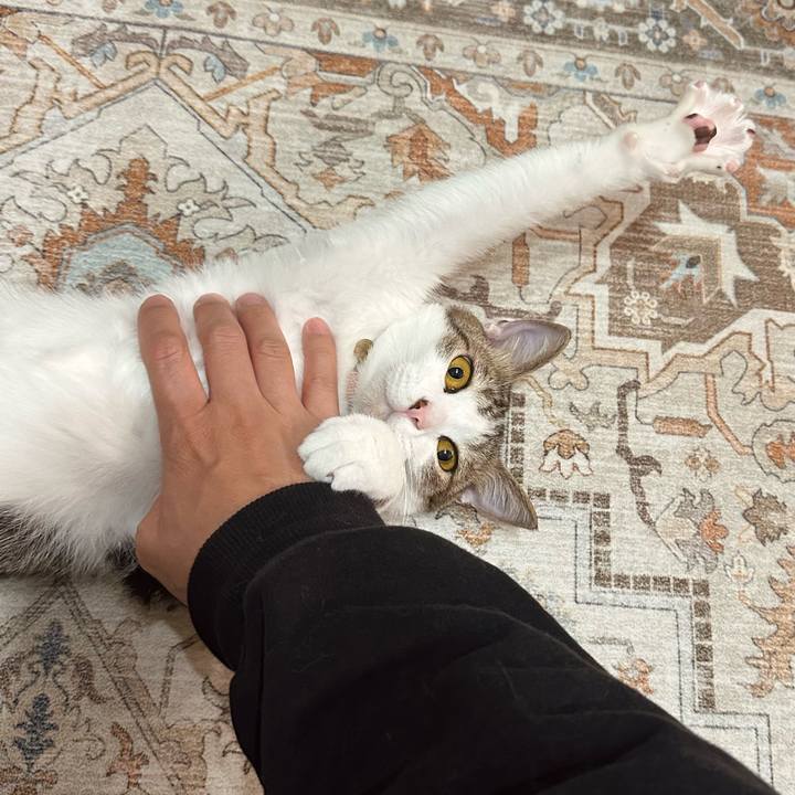 596bf62c a82b 4564 8a92 ae3aa8e44c7d 1774265809050