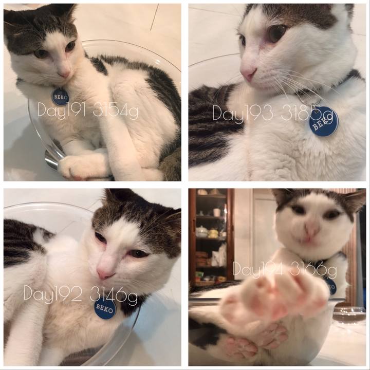 596d5363 3d89 4dff 8c47 ccd82c98679d 1508856717287