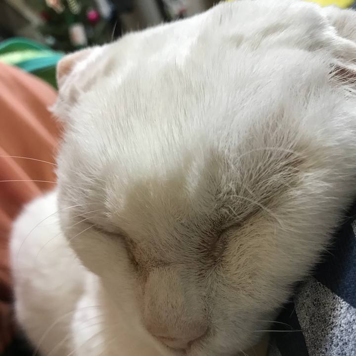 596f81b4 276a 40eb 8d86 c200f5936d5e 1512575432492