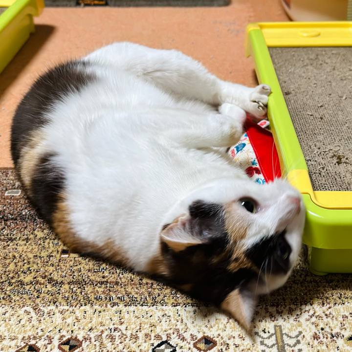 5977cda2 1ca3 40ab 91d0 1e267adc984d 1684026670549