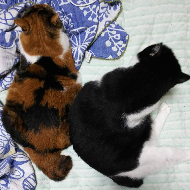 5978a76d d875 4110 856c ed4db9a7d6b8 1536610120382