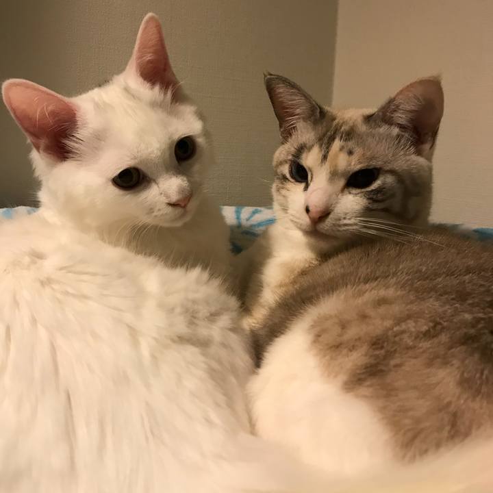 597a0095 7bdf 46a2 8c5d a9bbfcd8b804 1511613002499