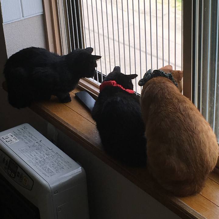 5980f69e 2fb2 4fce 95ae e0522a8a8884 1535853537373