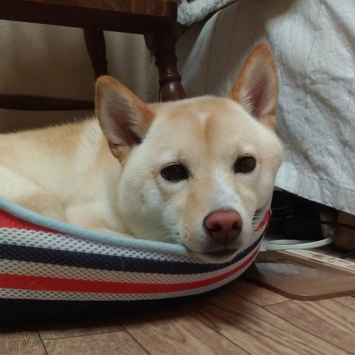 59812087 4150 4c3b bb15 d335337d2d82 1533355788368