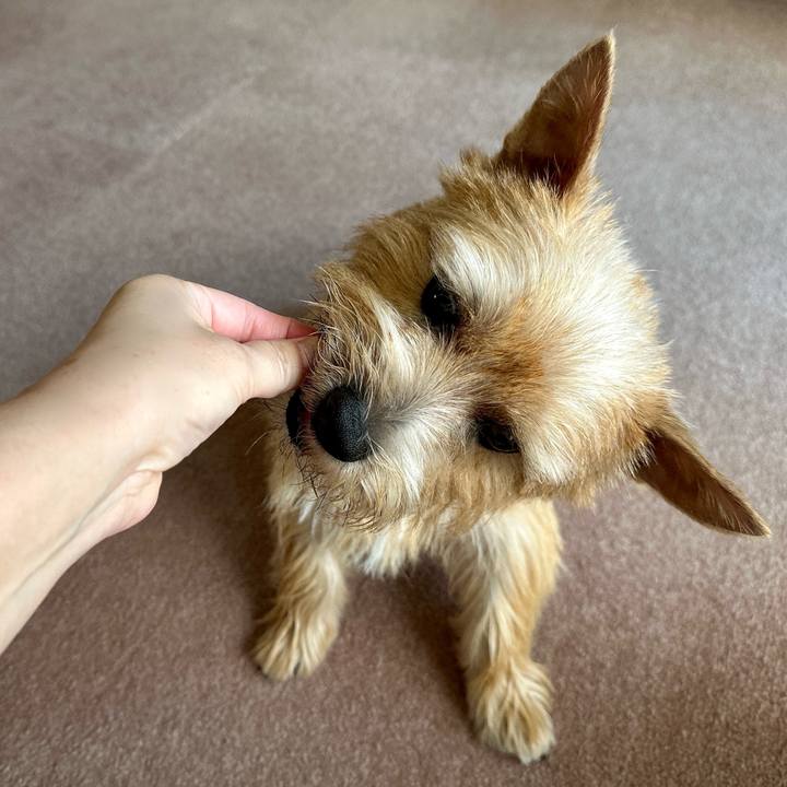 5987bc4d 6dff 4019 a9c2 65d668a0c590 1756015276117