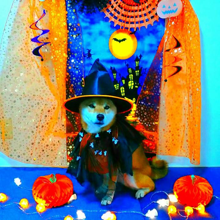 598954a9 590d 4de1 a1c9 45d8458279a0 1539231798721