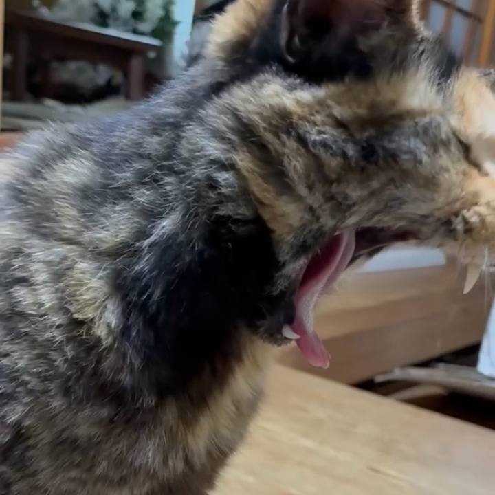 5989f818 68cb 402c b264 a1b67e98135a 1748339772253