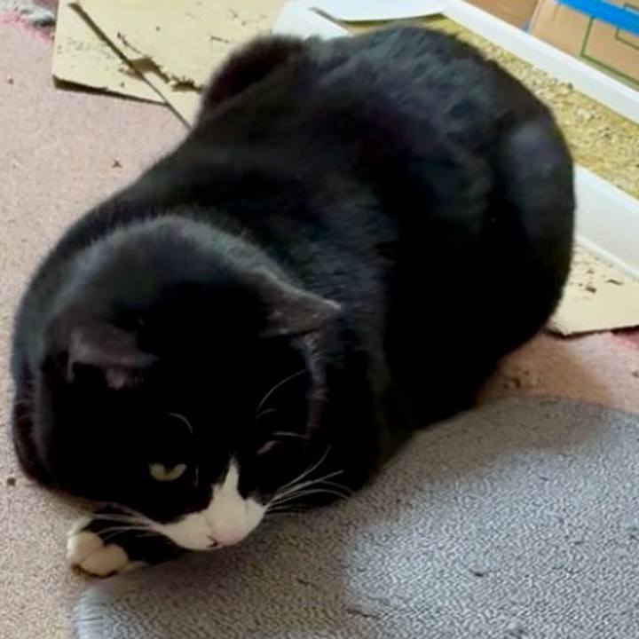 598c4e8c 53d7 494a a1b5 d570c4894f91 1769397071666