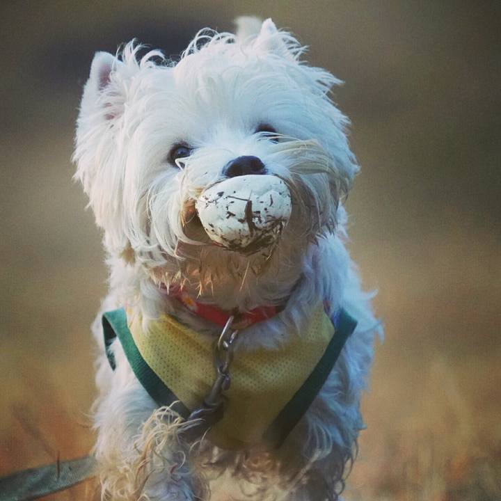 598d0001 9aa6 4ebd 95f5 2e1502748277 1512480380264