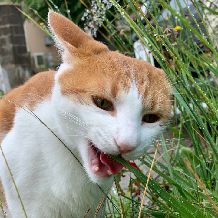 5993354f aa93 4ae6 9870 52bc46f9e812 1593826126373