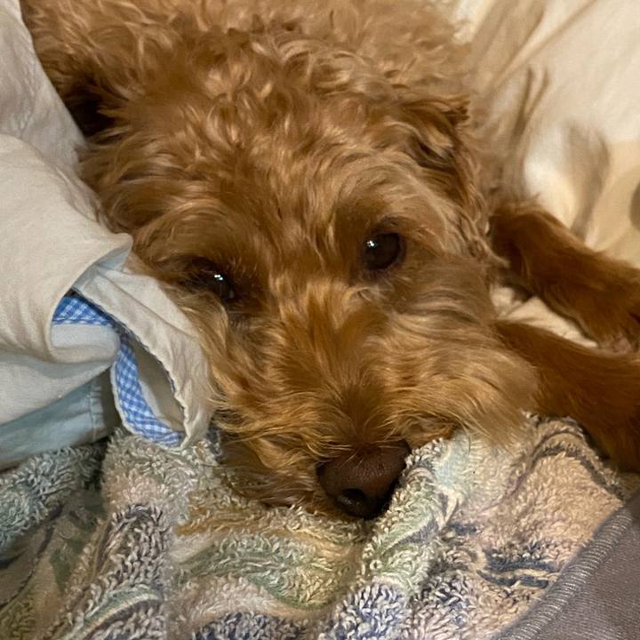 5993956f e7e4 419d b807 9bc73cc5a83b 1628768411538