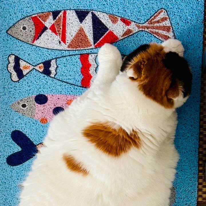 59980977 5d4e 478d a739 84b268894c1b 1753416913774