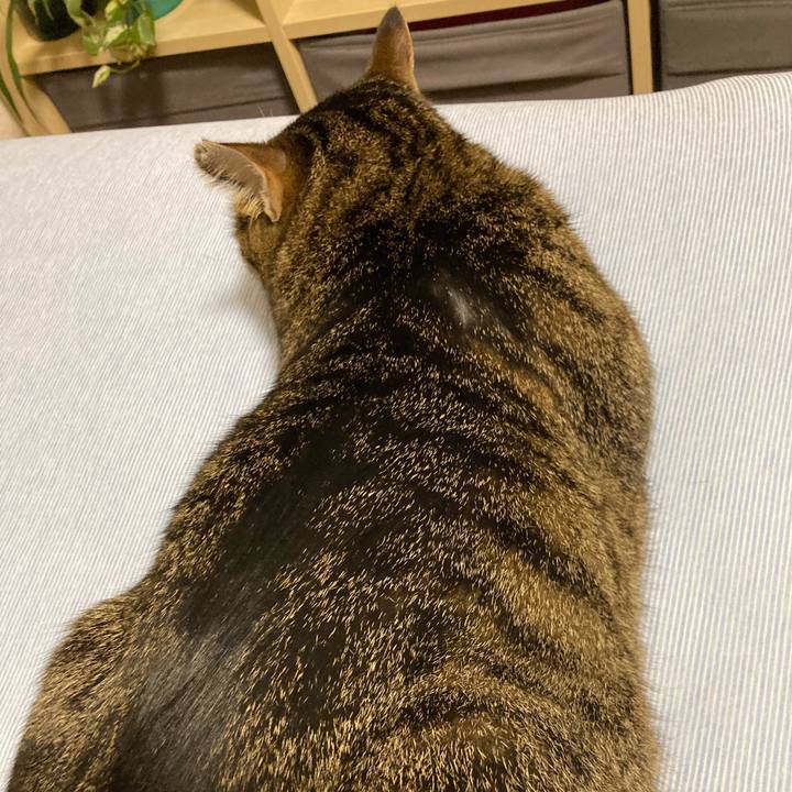 599a72d5 7f99 4f8a b611 29ffacb61376 1600767625502