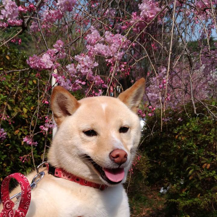 599a9bf9 d018 42c8 9e2b 5d92fe263a83 1522238189285