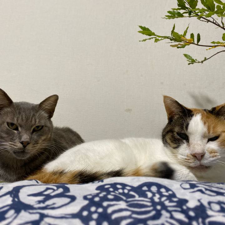 59a1ad14 088c 42aa 965f bd7541229bf7 1574842094310