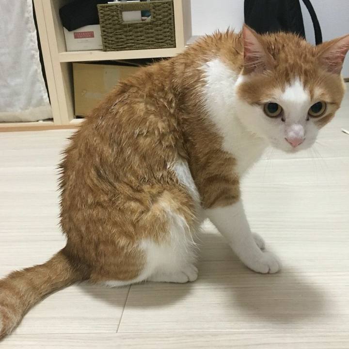 59a3955e 88b1 481d 8a35 1ed94b62b46c 1532239047881