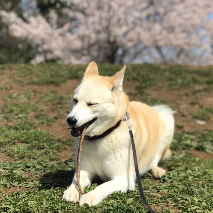 59a8831f 2307 4d07 806f e5e9f82c2284 1522461271792