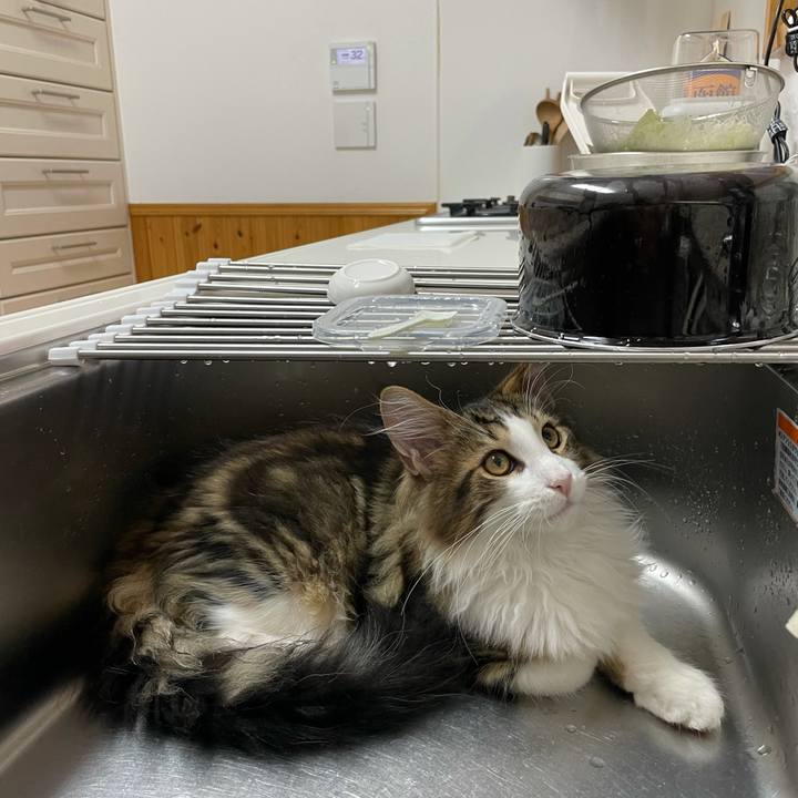 59a94610 e97f 4268 b156 1c111c90e335 1636114459405