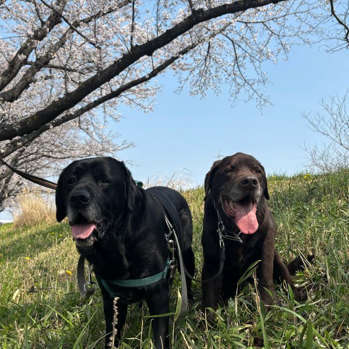 59aad931 c12e 4f26 9935 908e50c2a4a8 1774868326398