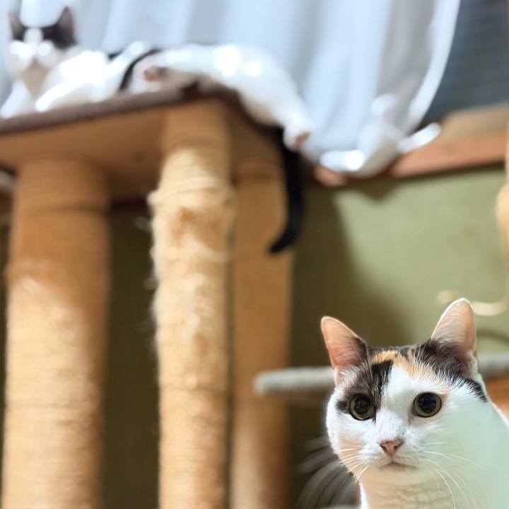 59afa7cc 59e4 44b1 a415 dc7d92550c1c 1766106929690