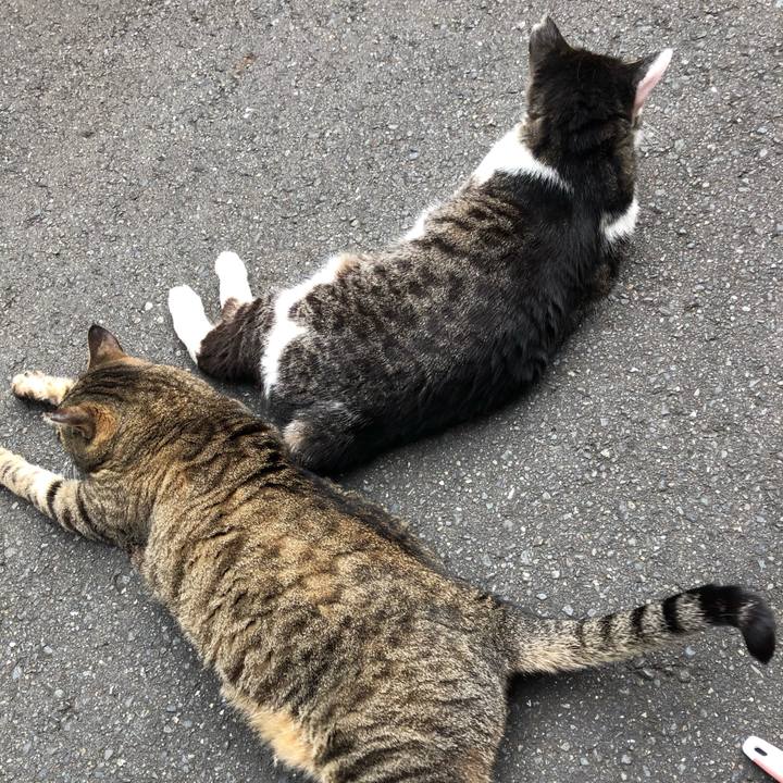 59b09342 3576 45bc 90ae 0009a50720fb 1590652945591