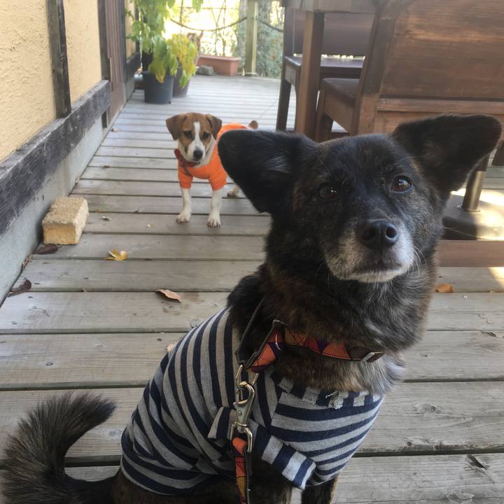 59b85d4c 435f 492c a340 33315b8b0f4c 1545820136617