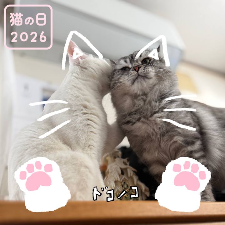 59bf37ec 82b4 4ff4 8ff9 6893f28fbb3a 1771774401272