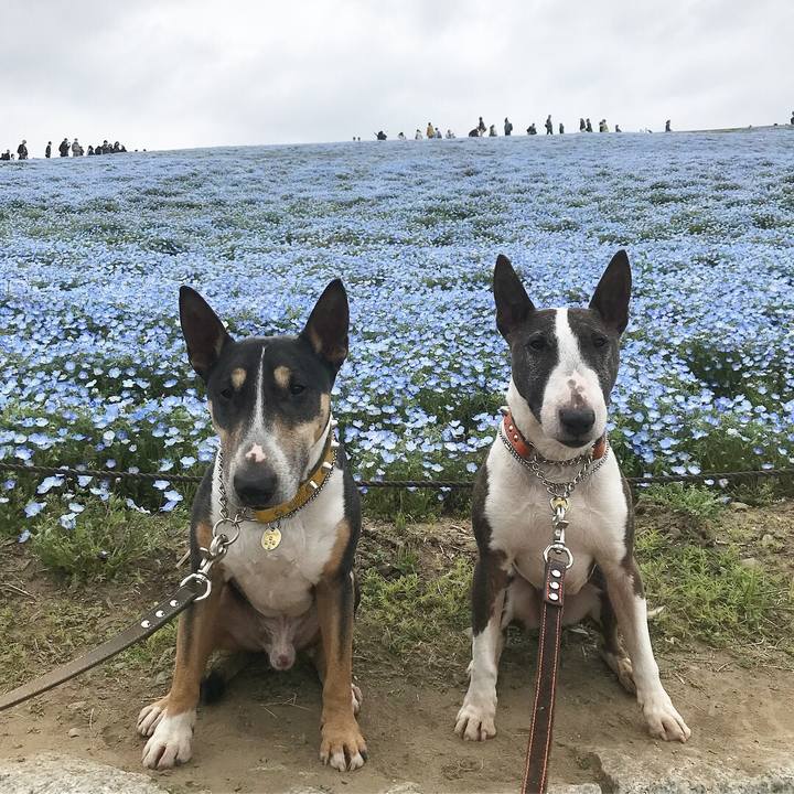 59bf835d d843 4e93 882b b4f600be5e72 1523754913795