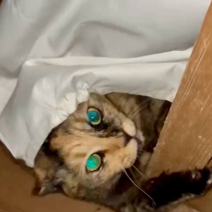 59c0a31c a3eb 4799 a16d 4c9c9a39ac1b 1767471992357