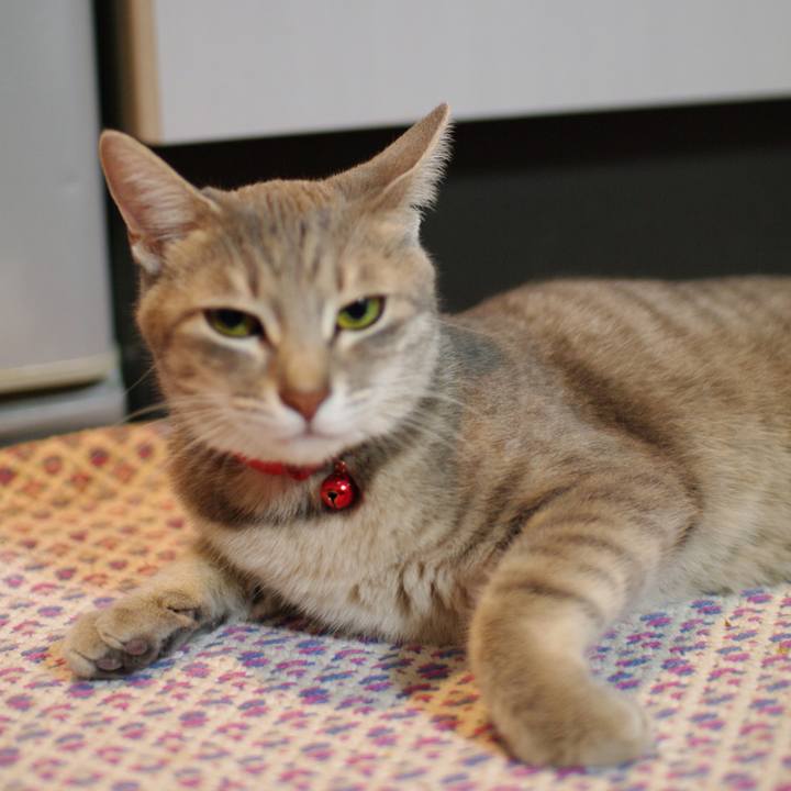 59c10966 e653 4d4a ac8d 3118a4f248d2 1537966520451