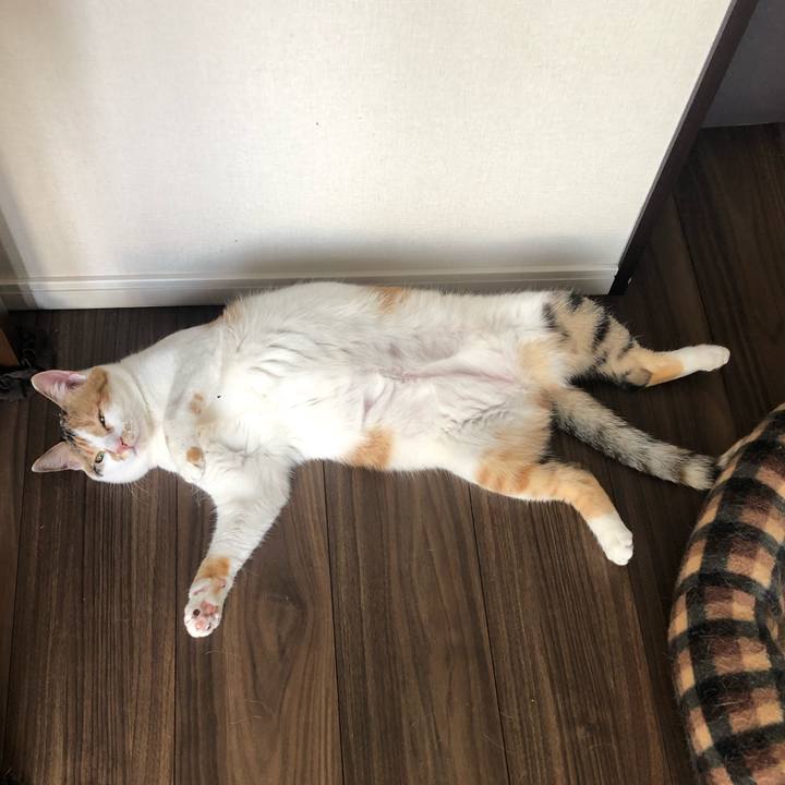 59c4477c d29b 4ae0 96a8 bedefeeb41b1 1590298981646