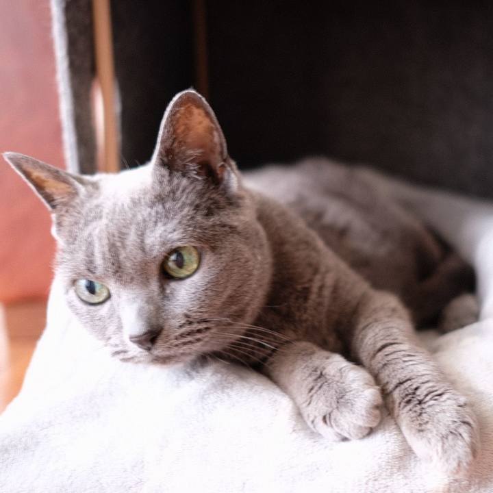 59c4a423 0d2c 461f 8dad cba4a0f1aba4 1588486285114