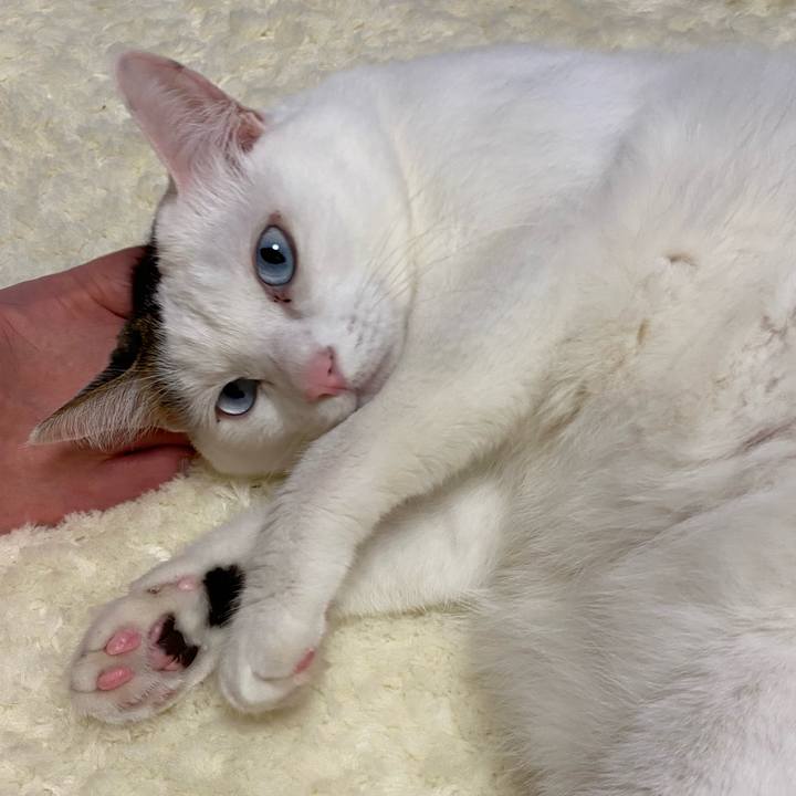 59c609d1 78cc 4bec b520 e1dbfa6e45a0 1666132772087