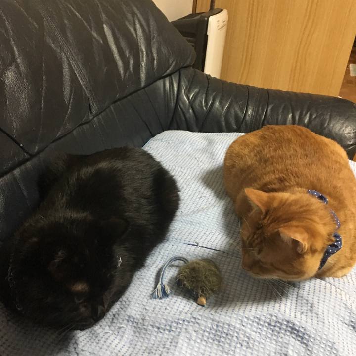 59c64aac 6904 4665 803d e7fd88c4f2cc 1544787491548