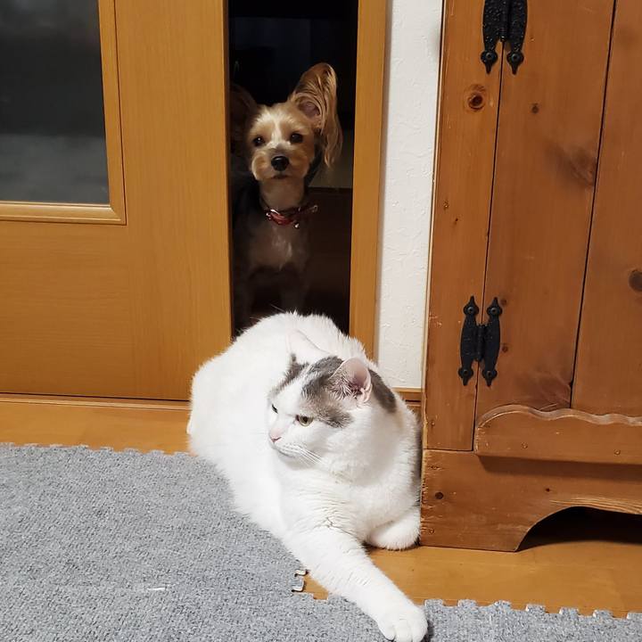 59c9246a 4355 4eda 9297 330d3b393d42 1598435349993