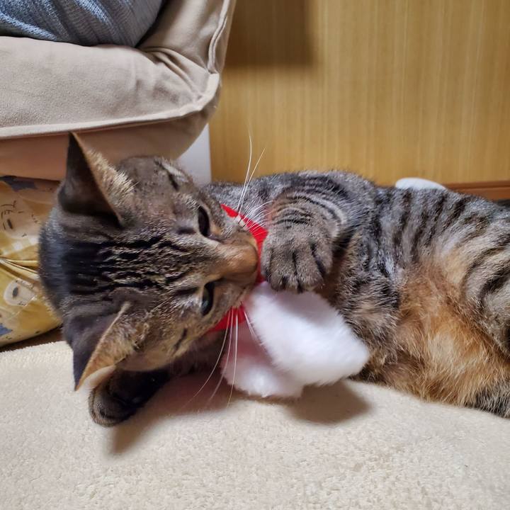 59cb936d 8498 4547 ab9f 53f581da7a3f 1700916346333