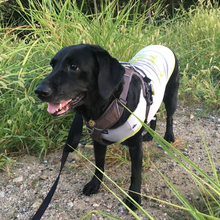 59cd2a7c 0ee0 4557 bfd6 e7143ff30dc4 1535935112235